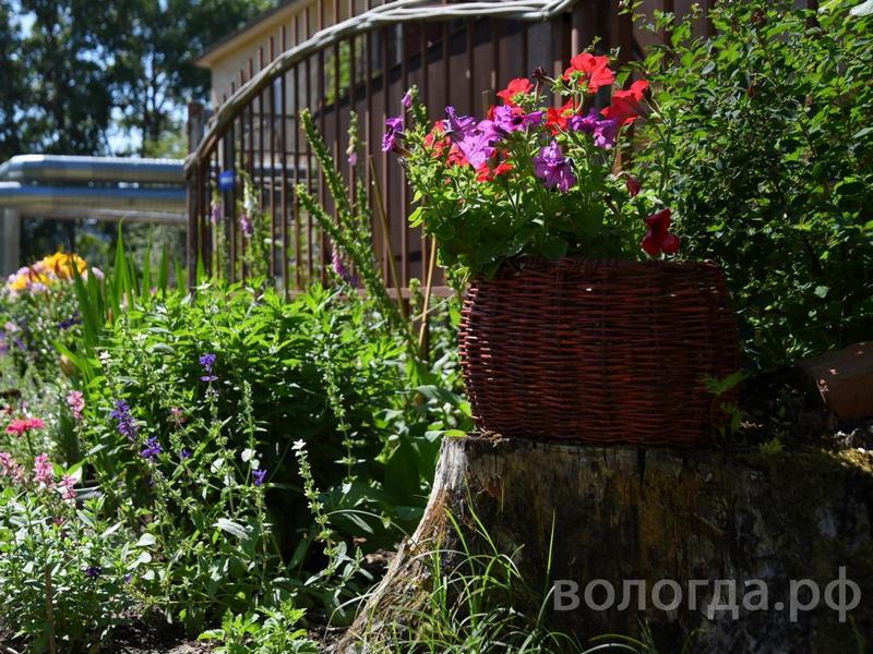 В Вологде начался прием заявок на очередной сезон проекта «Цветущий город».