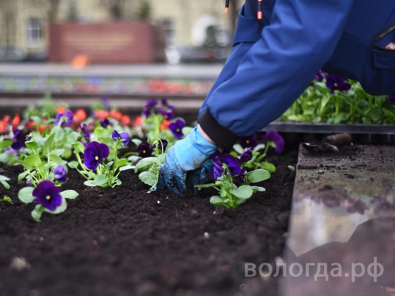 Более 20 тысяч цветов высадят в Вологде к Дню Победы.