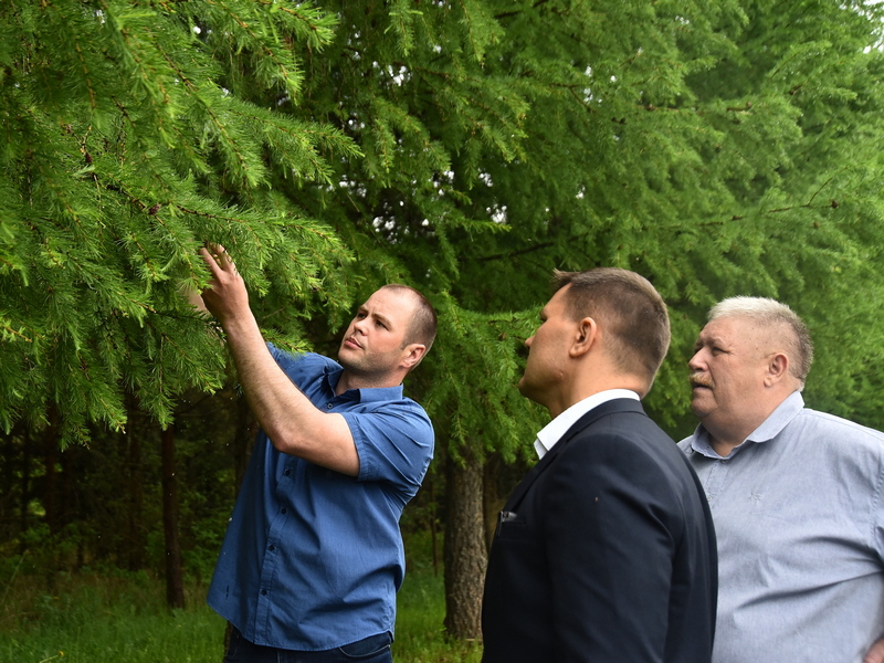 Городской питомник по выращиванию деревьев для озеленения Вологды планируют создать в дендрологическом саду ВГМХА.