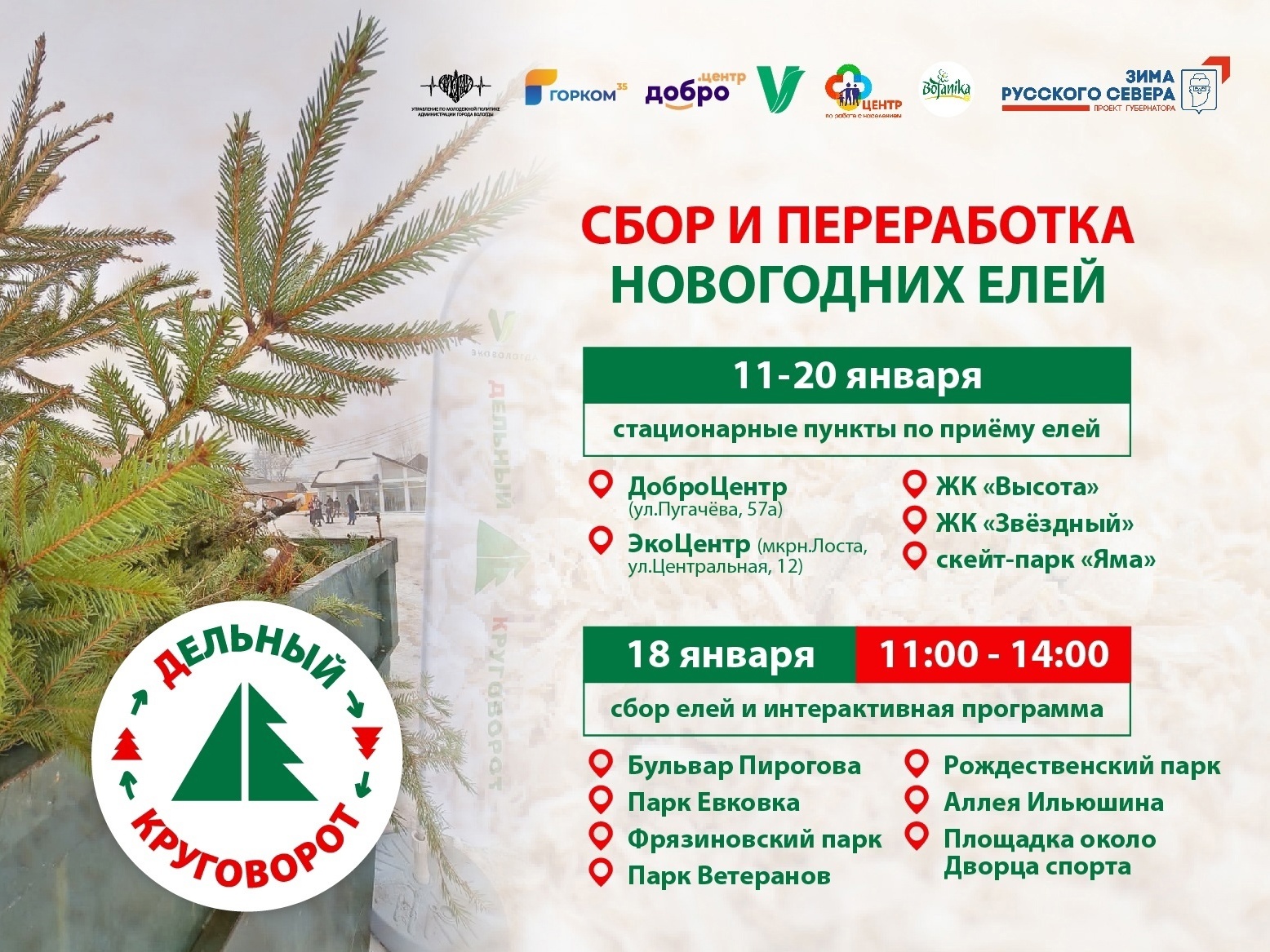 Более 100 елей вологжане сдали на переработку в рамках акции «дЕльный круговорот».