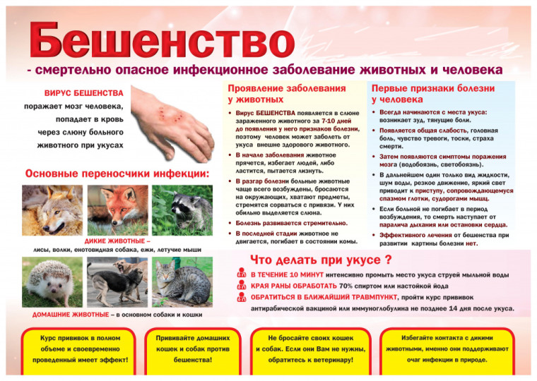 Бешенство - смертельно опасное инфекционное заболевание животных и человека. Бешенство - смертельно опасное инфекционное заболевание животных и человека.